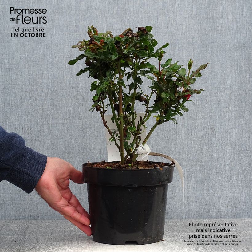 Rosa x polyantha Zepeti - Dwarf Rose 3L/4L pot sample as delivered in autumn