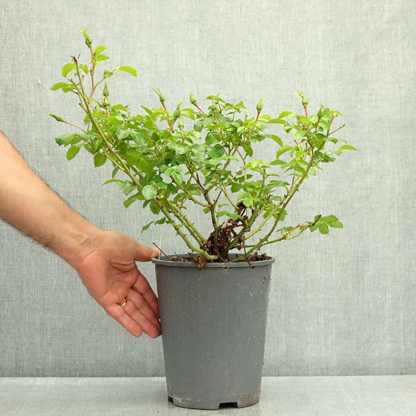 Rosa 'Alexander von Humboldt' - Shrub Rose 3L/4L pot sample as delivered in summer