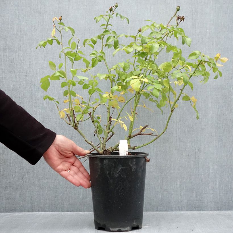 Rosa x polyantha Nectar Garden Escimo  - Shrub Rose
 4L/5L pot sample as delivered in autumn