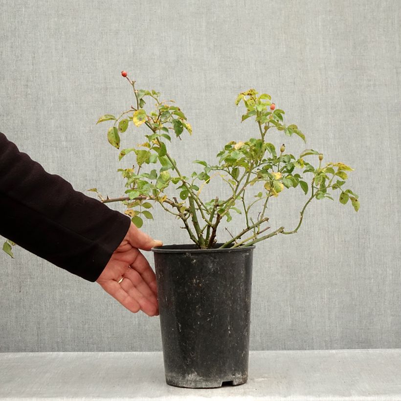 Rosa x polyantha NECTAR GARDEN LILLIPUTS Lupo - Dwarf Rose 3L/4L pot sample as delivered in autumn