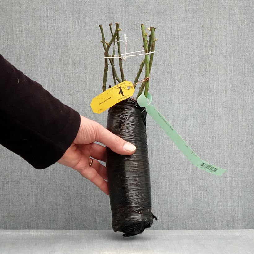 Rosa x floribunda PATIO ROSE Baby Iceberg - Floribunda Rose Wrapped bare root sample as delivered in winter