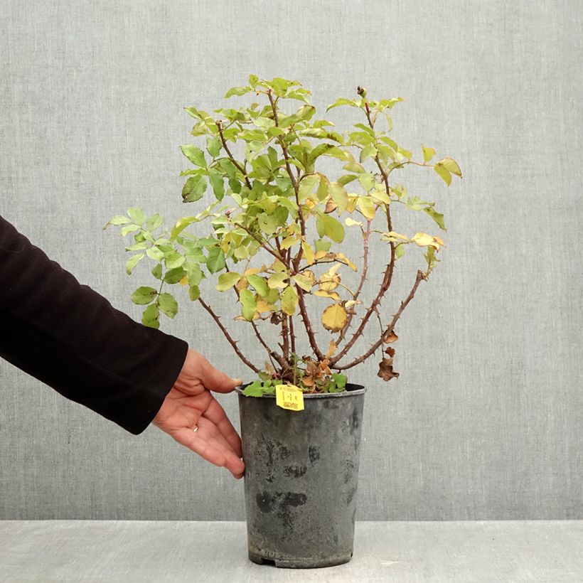 Rosa x floribunda PATIO ROSE Xenia - Floribunda Rose 3L/4L pot sample as delivered in autumn