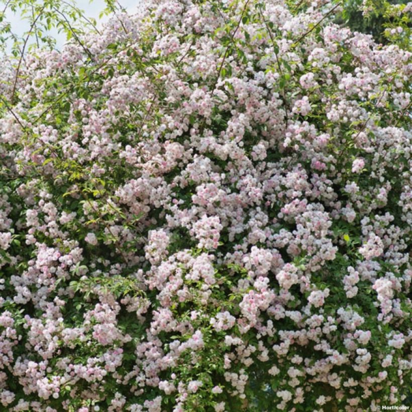 Rosa x moschata 'Paul's Himalayan Musk' - Rambling Rose (Plant habit)