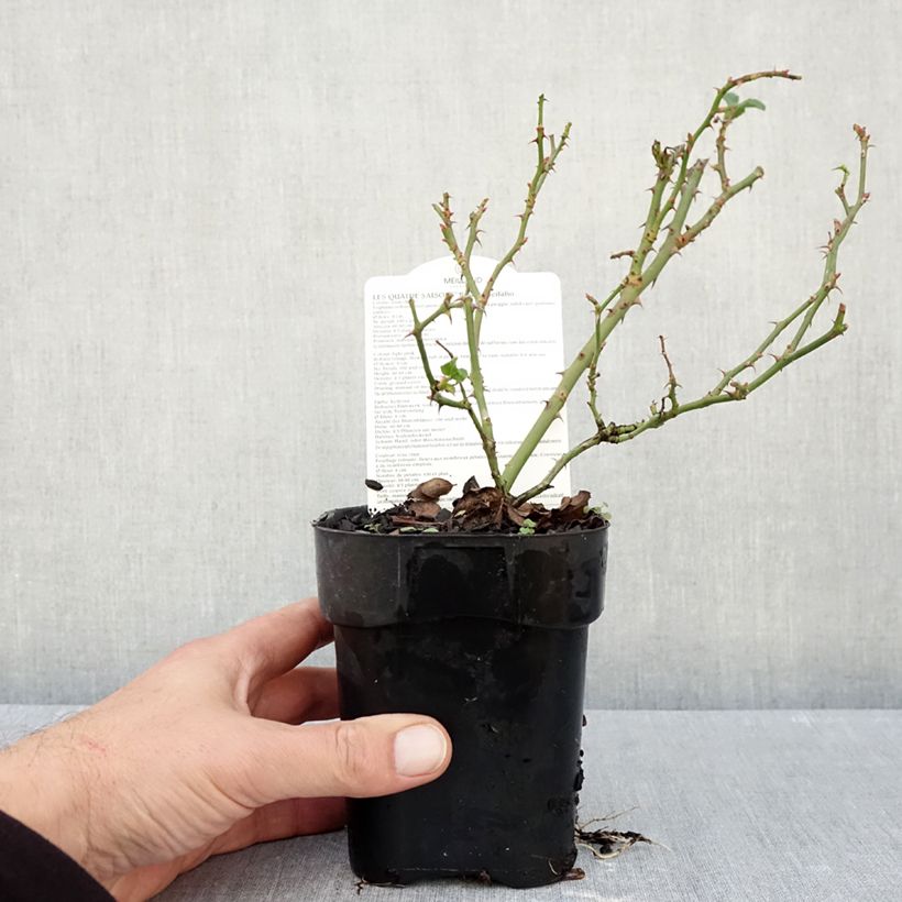 Rosa x polyantha Les Quatre Saisons 'Meifafio' - Landscape Rose 10cm/11cm pot sample as delivered in autumn