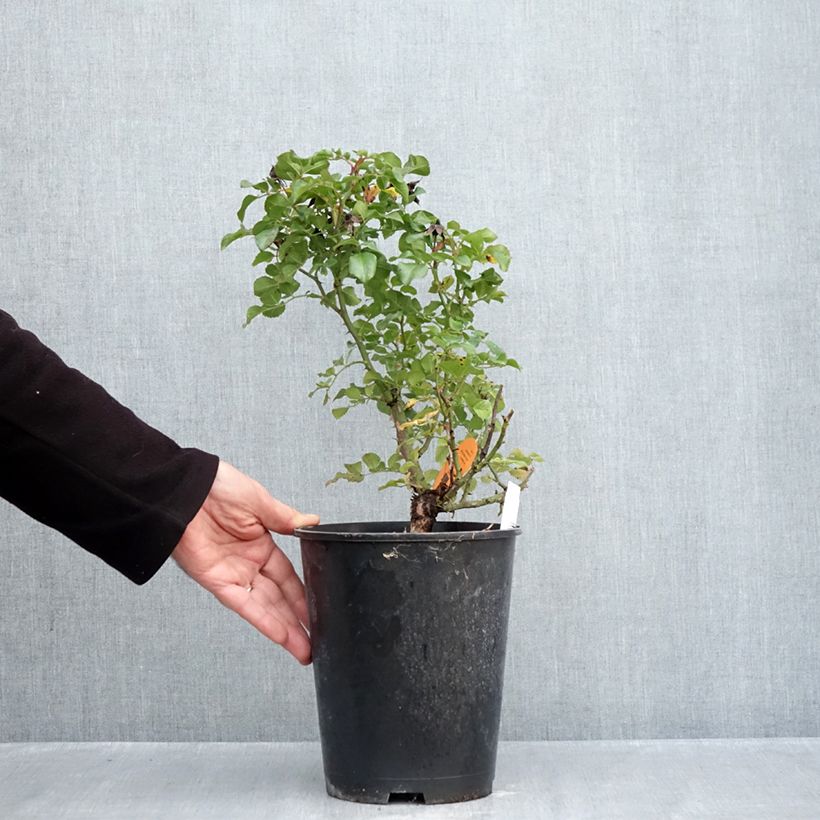 Rosa x polyantha Les Quatre Saisons 'Meifafio' - Landscape Rose 4L/5L pot sample as delivered in autumn