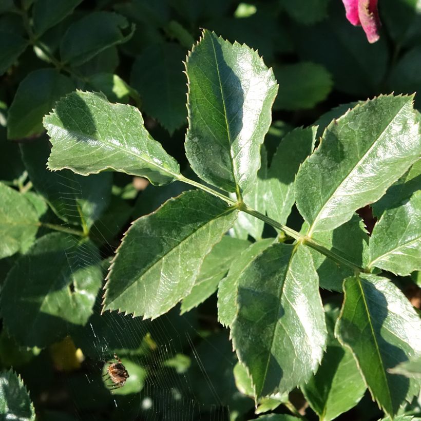 Rosa Hello - Shrub Rose (Foliage)