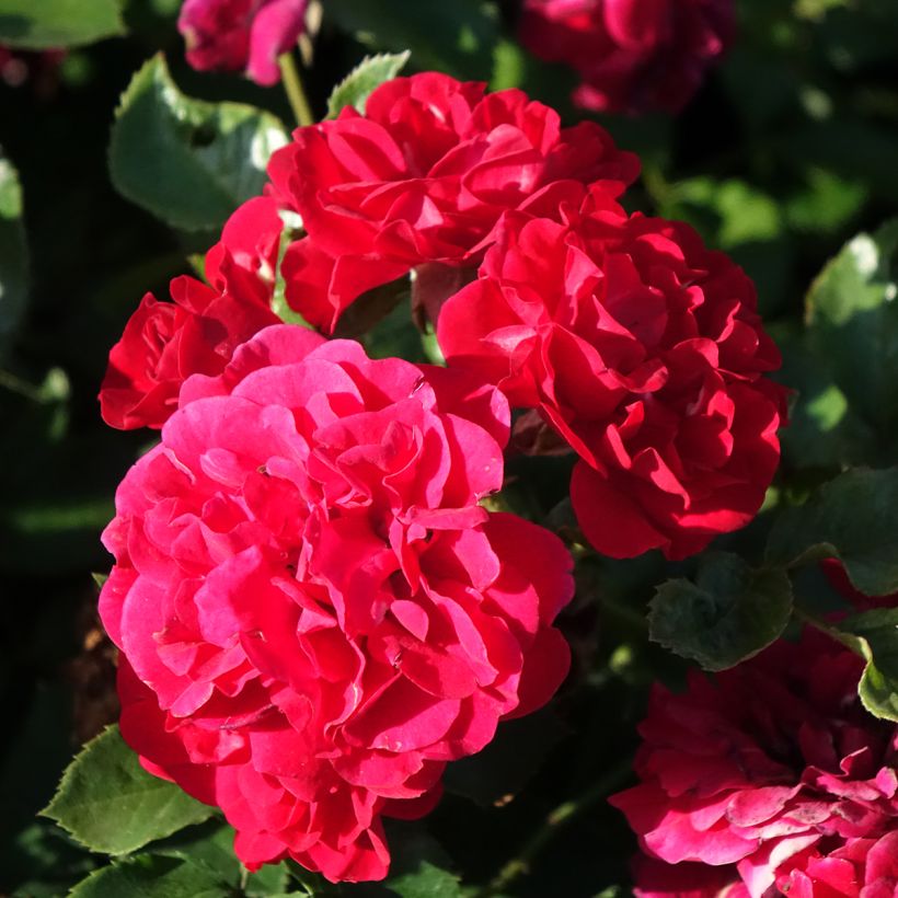 Rosa Hello - Shrub Rose (Flowering)