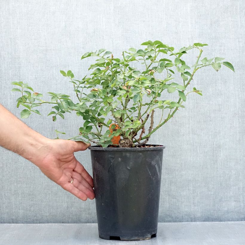 Rosa Hello - Shrub Rose 4L/5L pot sample as delivered in summer