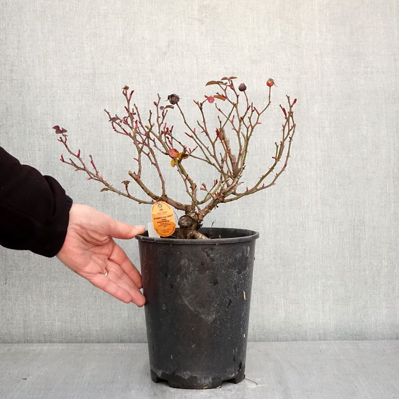 Rosa floribunda - Jolie Provence 4L/5L pot sample as delivered in winter