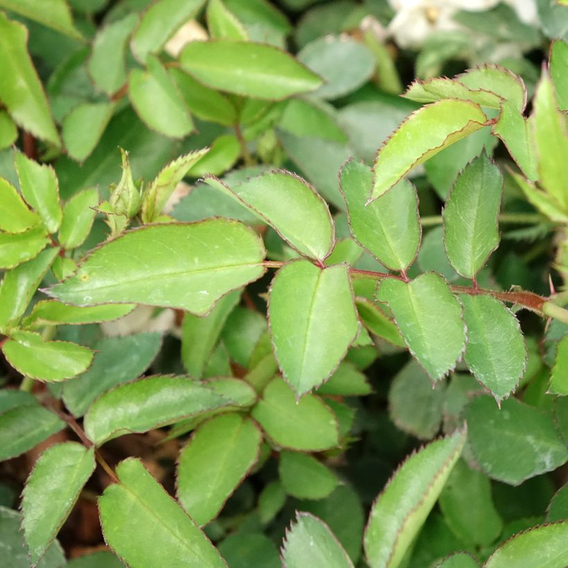 Rosa floribunda La Grande Motte (Foliage)