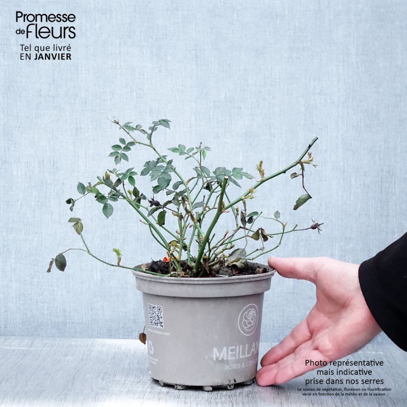 Rosa floribunda La Grande Motte 2L/3L pot sample as delivered in winter