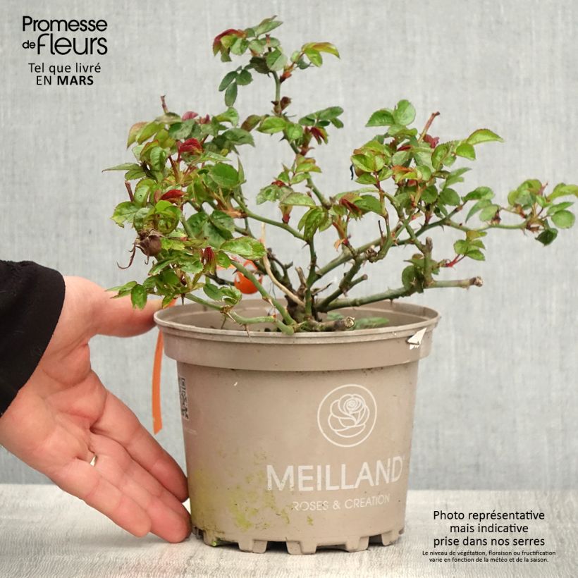 Rosa x floribunda 'Moulin Rouge' - Street Colours Floribunda Rose 4L/5L pot sample as delivered in spring