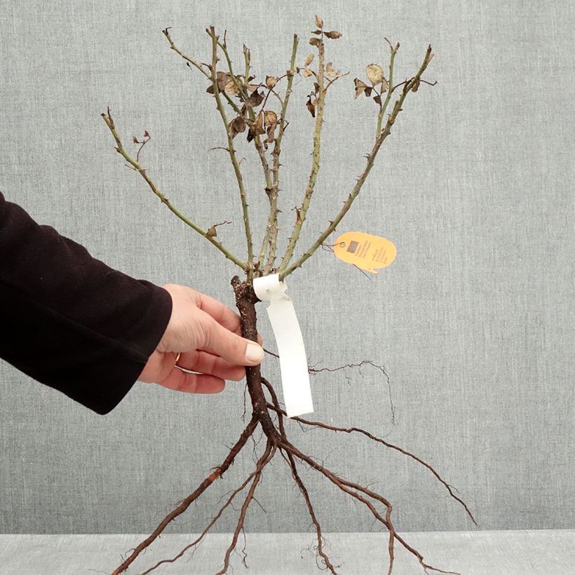 Rosa x floribunda 'Moulin Rouge' - Street Colours Floribunda Rose Bare root sample as delivered in winter