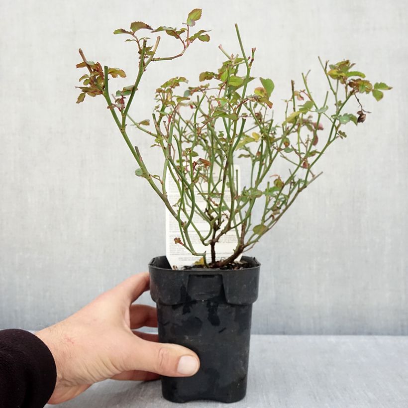 Rosa x floribunda 'Rêve de Paris' - Street Colours - Floribunda Rose 10cm/11cm pot sample as delivered in autumn