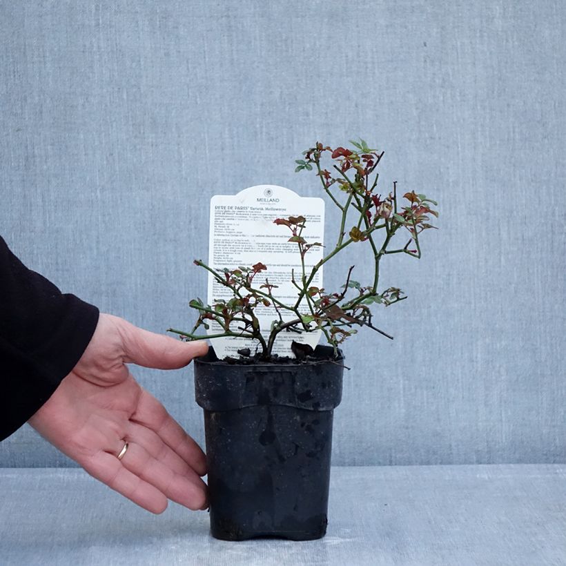 Rosa x floribunda 'Rêve de Paris' - Street Colours - Floribunda Rose 10cm/11cm pot sample as delivered in winter