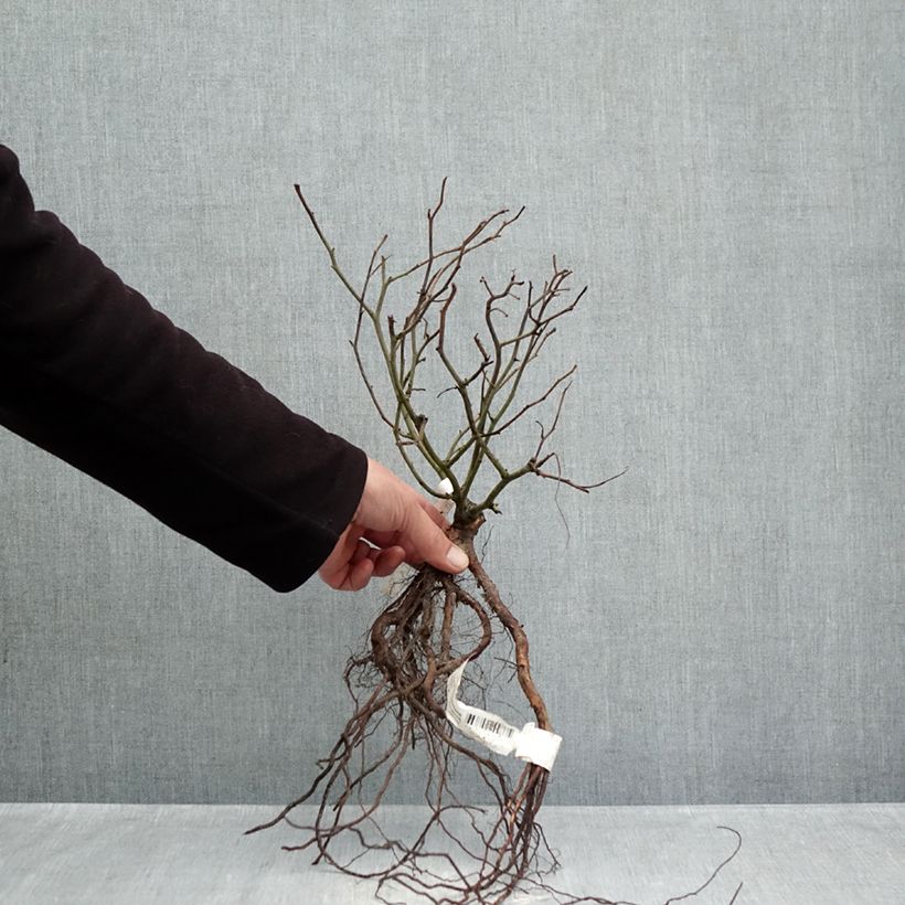 Rosa x floribunda 'Rêve de Paris' - Street Colours - Floribunda Rose Bare root sample as delivered in winter