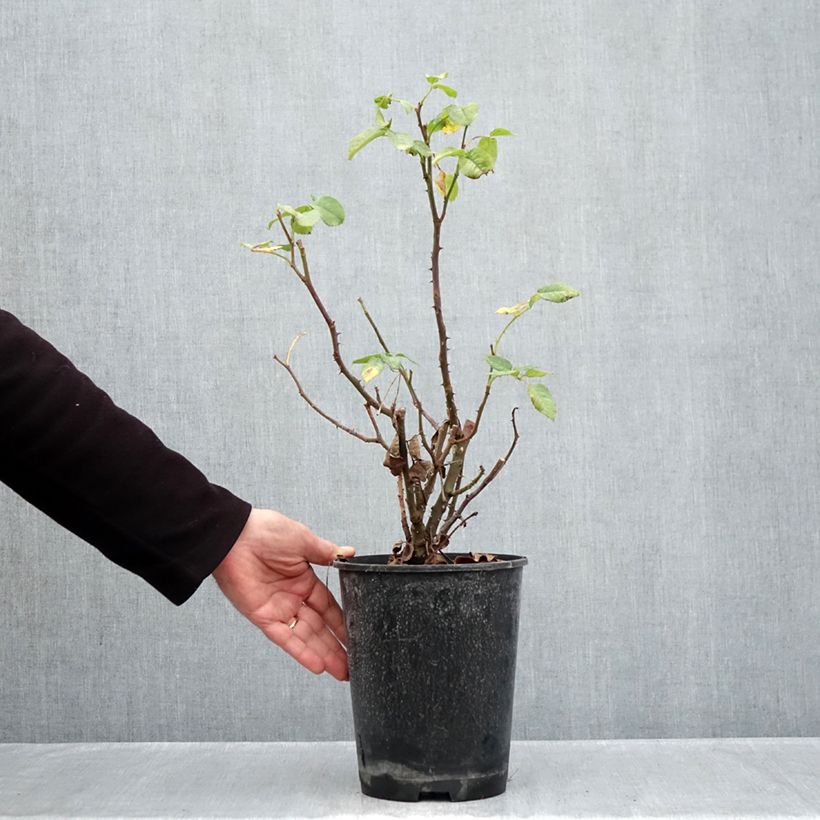 Rosa polyantha 'Mona Lisa' - Shrub Rose 4L/5L pot sample as delivered in autumn