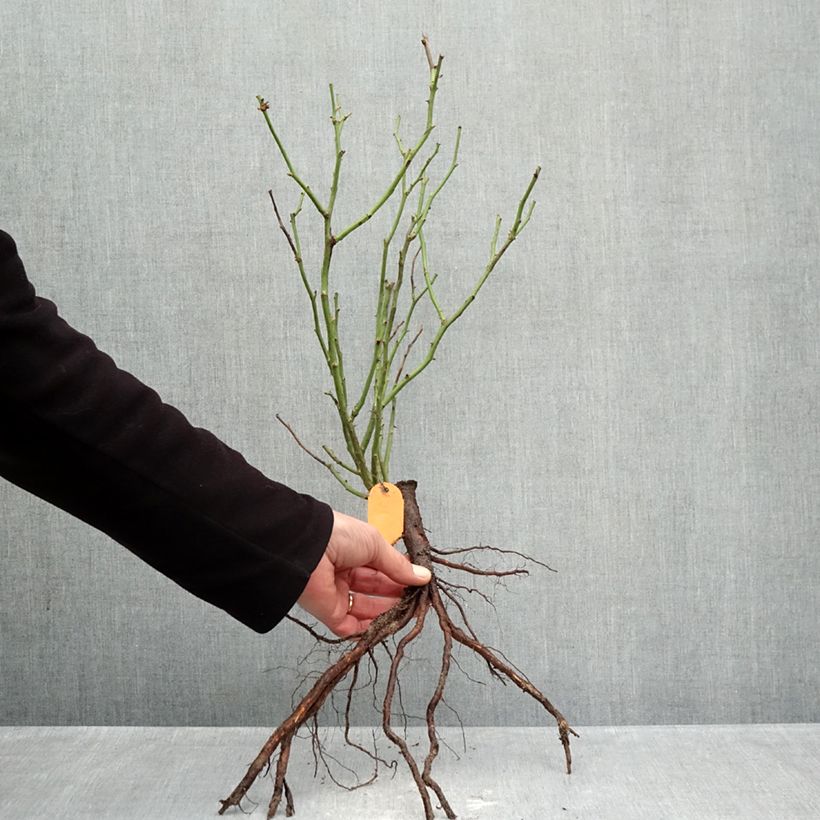 Rosa polyantha 'Mona Lisa' - Shrub Rose Bare root sample as delivered in winter