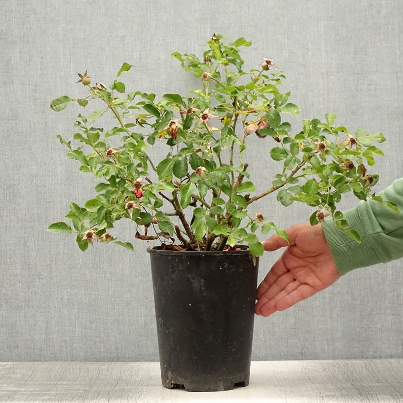 Rosa x floribunda Rigo Rosen Caracho - Groundcover Rose 3L/4L pot sample as delivered in summer