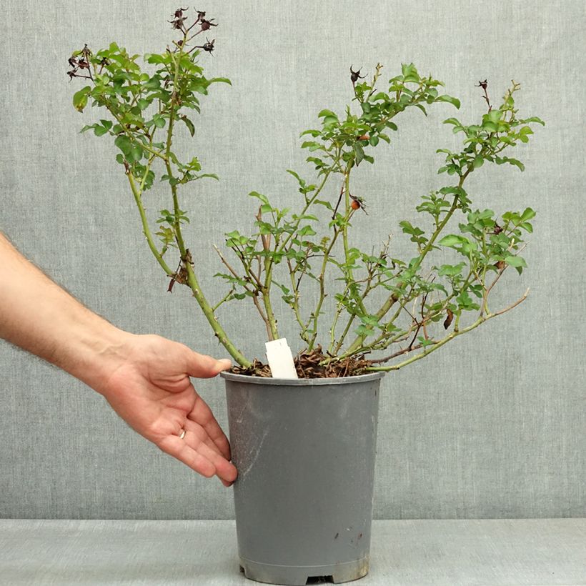 Rosa Rigo Rosen Hotline - Ground Cover Rose 3L/4L pot sample as delivered in summer