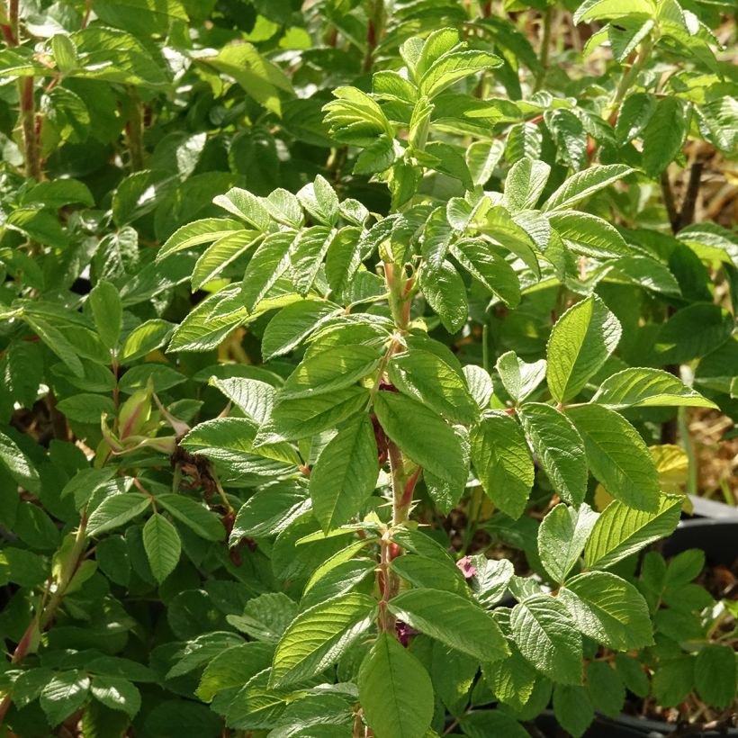 Rosa x rugosa 'Hansa' - Rugosa Rose (Foliage)