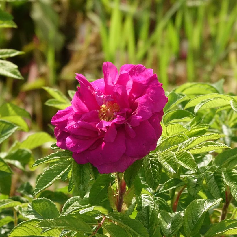 Rosa x rugosa 'Hansa' - Rugosa Rose (Flowering)