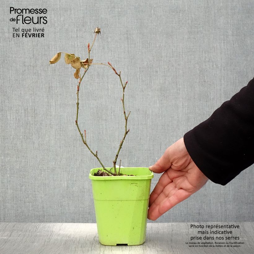 Rosa x persica See You In Pink - Hybrid shrub rose 3L/4L pot sample as delivered in winter