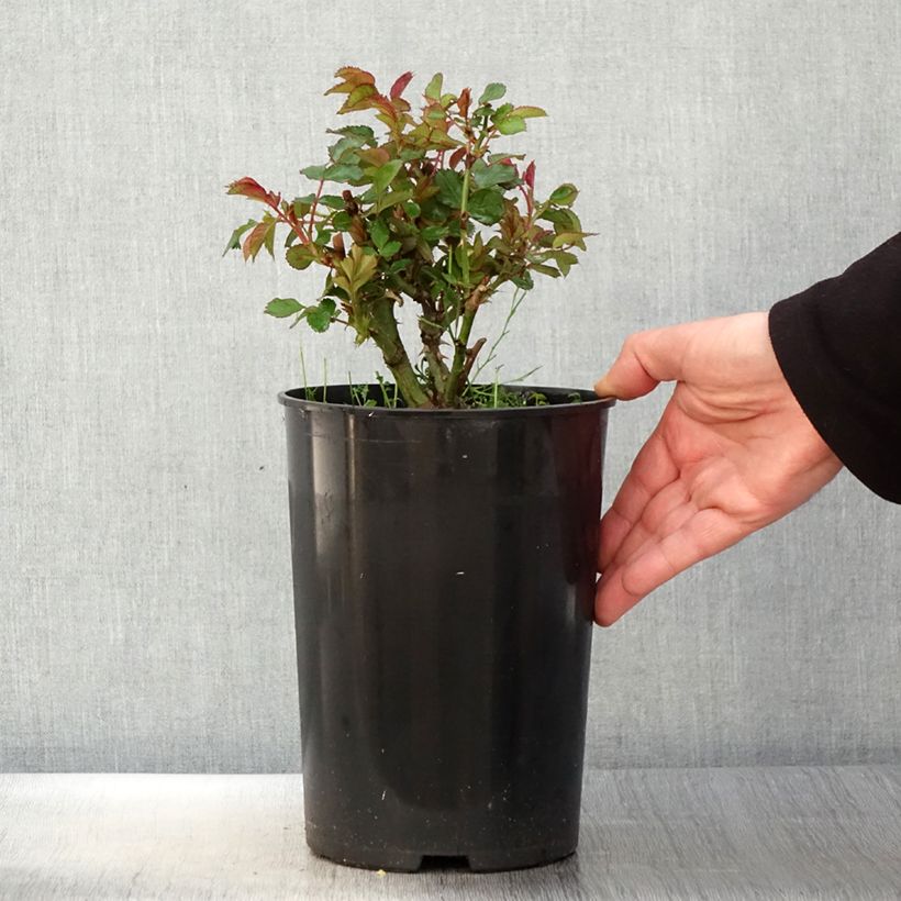 Rosa x persica See You In Red - Hybrid shrub rose 4L/5L pot sample as delivered in spring