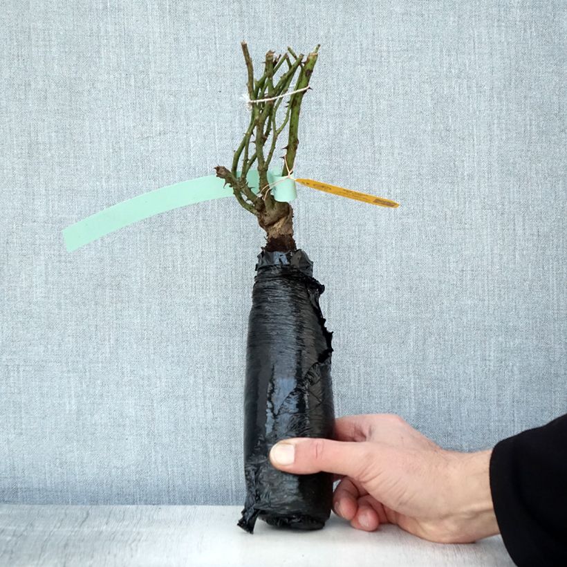 Rosa See You in Rosé - Persian rose, Hulthemia rose, Desert rose Wrapped bare root sample as delivered in winter