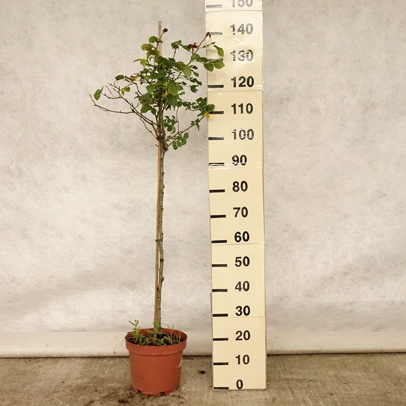 Rosa  Gabriel Oak - English Shrub Rose 4L/5L pot, Standard sample as delivered in summer