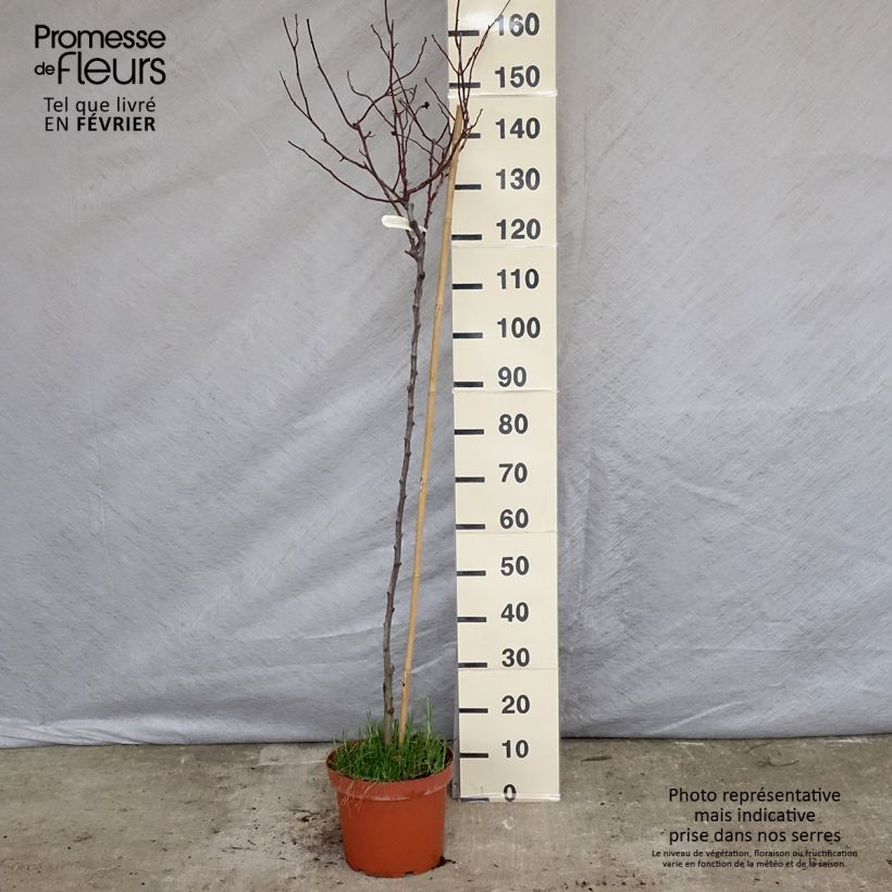 Rosa  Gabriel Oak - English Shrub Rose 4L/5L pot, Standard sample as delivered in winter