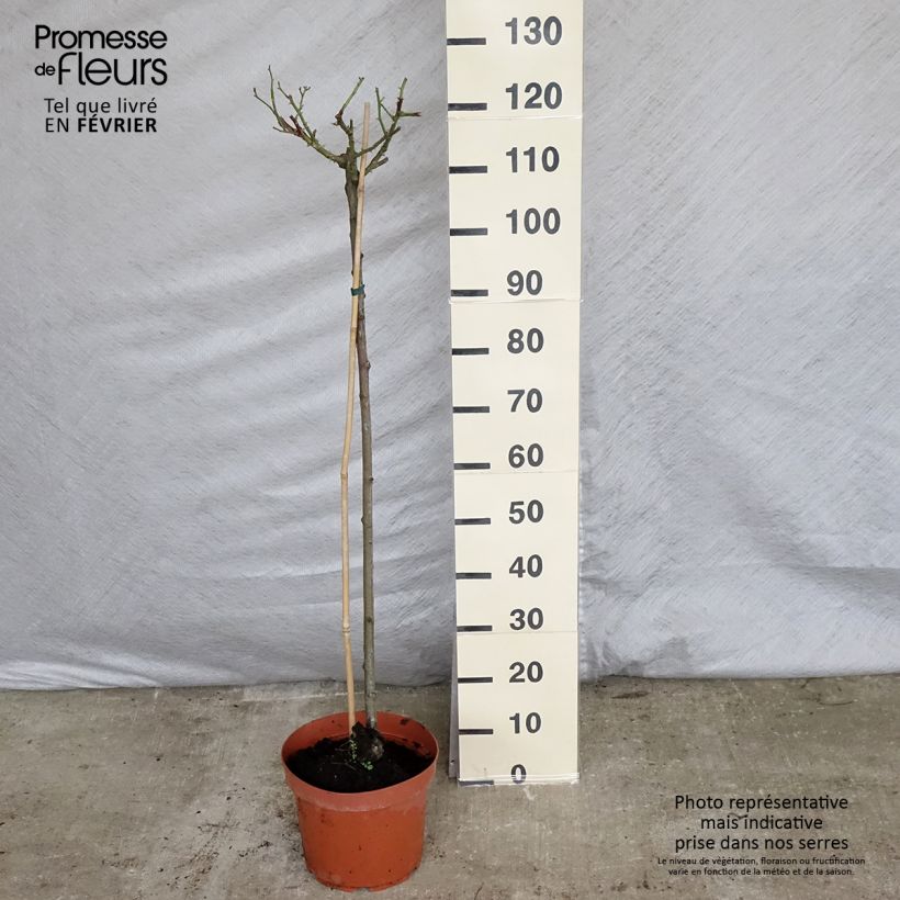 Rosa  Ballerina - Shrub Rose 7.5L/10L pot sample as delivered in winter