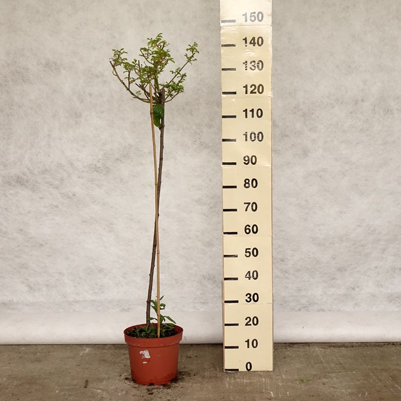 Rosa  Ballerina - Shrub Rose 7.5L/10L pot, Standard sample as delivered in spring