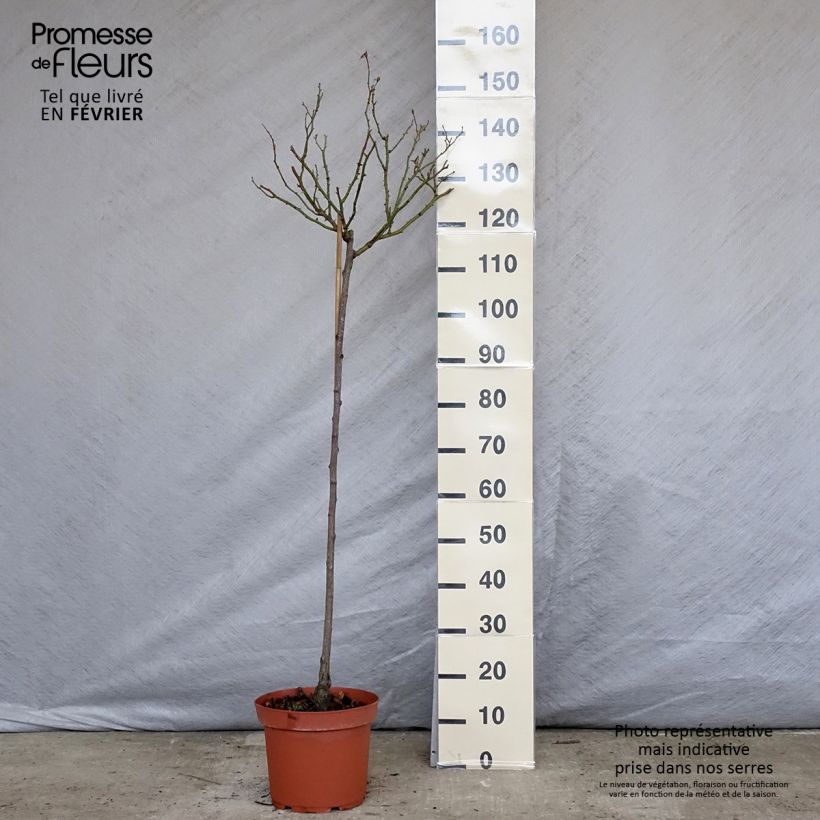 Rosa 'Bonica' - Standard Rose - 90/100cm 7.5L/10L pot, Standard sample as delivered in winter