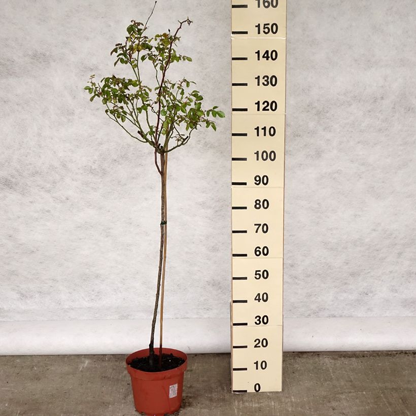 Rosa 'Bonica' - Standard Rose - 90/100cm 7.5L/10L pot, Standard sample as delivered in spring
