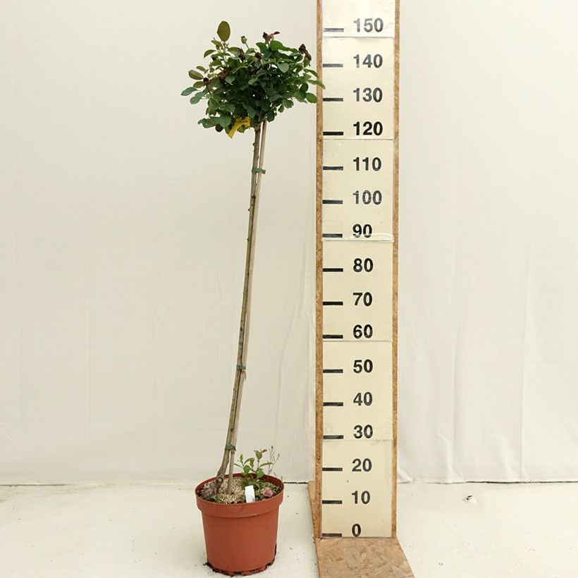 Rosa x floribunda 'Côté Jardin' - Standard Rose 7.5L/10L pot, Standard sample as delivered in summer
