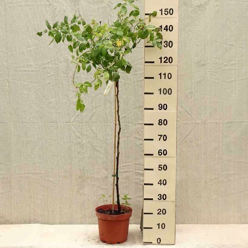 Rosa Claire Austin - English Climbing Rose 7.5L/10L pot, Standard sample as delivered in summer