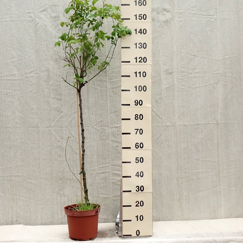 Rosa Claire Austin - English Climbing Rose 7.5L/10L pot, Standard sample as delivered in spring