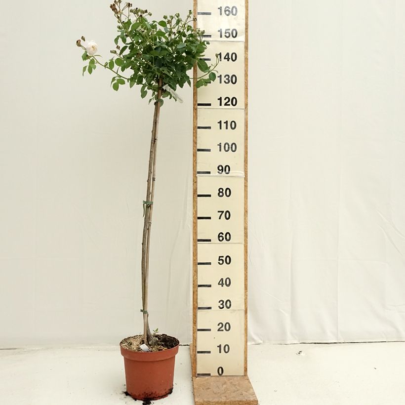 Rosa Desdemona - English Shrub Rose 7.5L/10L pot, Standard sample as delivered in summer