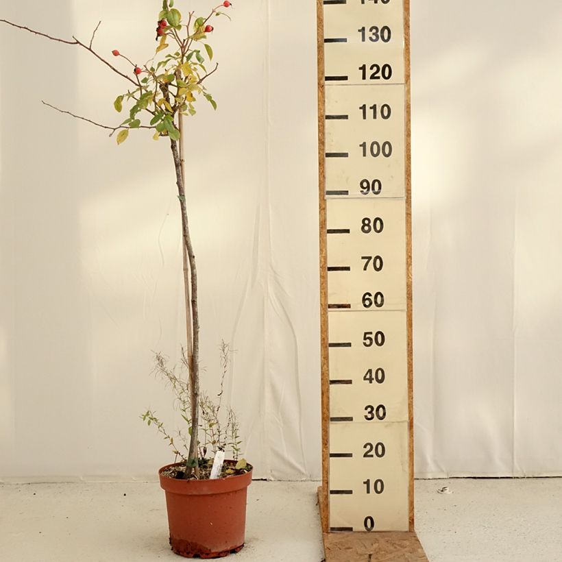 Rosa Desdemona - English Shrub Rose 7.5L/10L pot, Standard sample as delivered in autumn