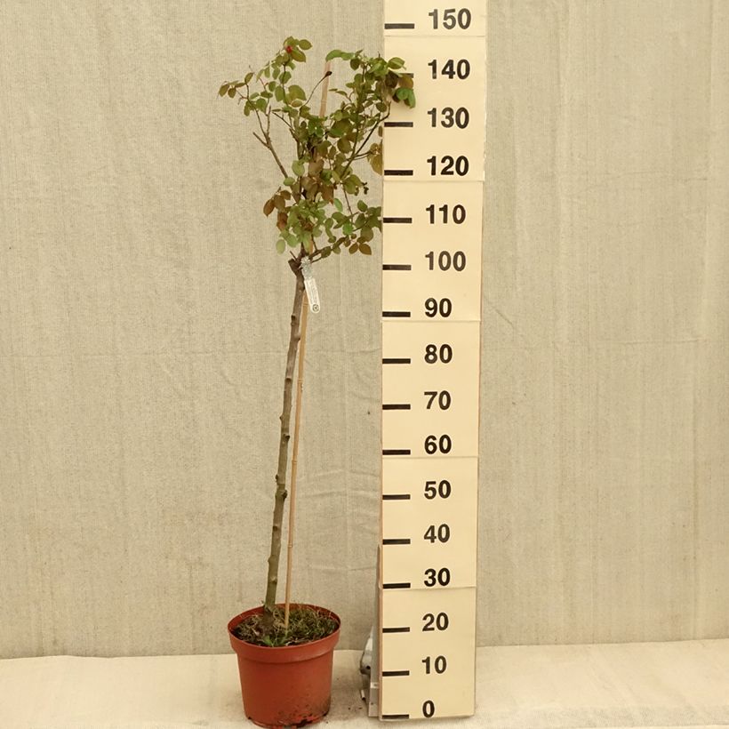 Rosa Desdemona - English Shrub Rose 7.5L/10L pot, Standard sample as delivered in spring