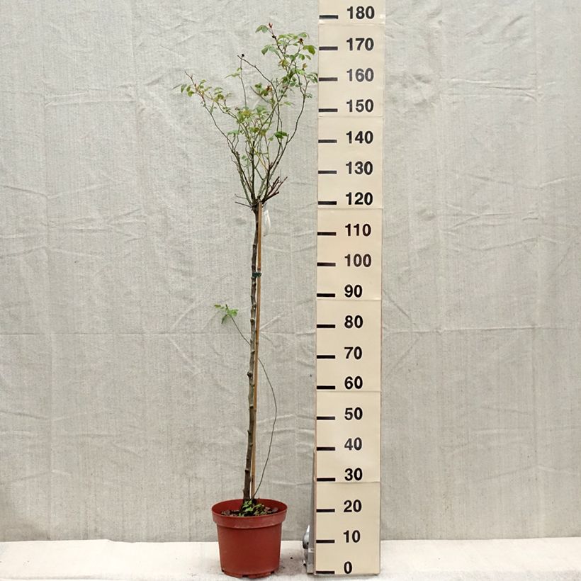 Rosa  Lady of Shalott - English Shrub Rose 4L/5L pot, Standard sample as delivered in spring