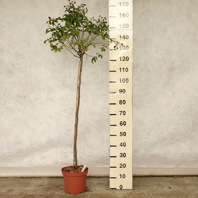 Rosa x floribunda Decorosier Calizia - Standard Rose 7.5L/10L pot sample as delivered in summer