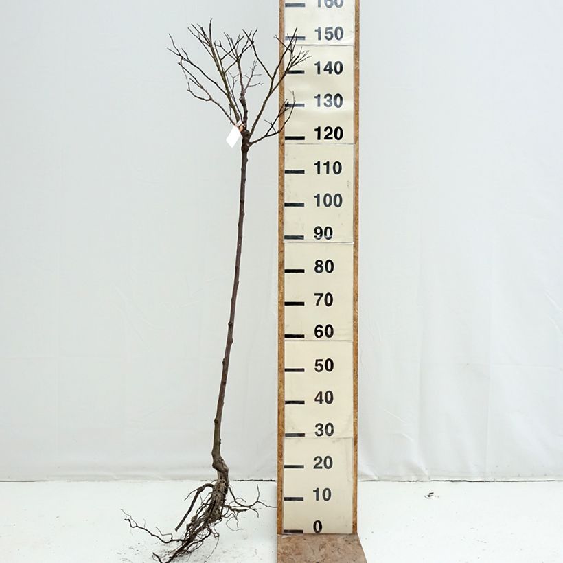 Rosa x floribunda Decorosier Calizia - Standard Rose Bare root, Standard sample as delivered in winter