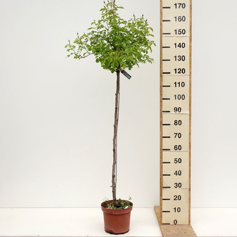 Rosa x floribunda Decorosier Celina Noason - Shrub Rose 7.5L/10L pot, Standard sample as delivered in spring