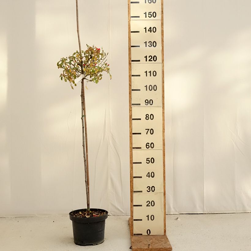 Rosa  Décorosiers Isalia - Shrub Rose 7.5L/10L pot sample as delivered in autumn