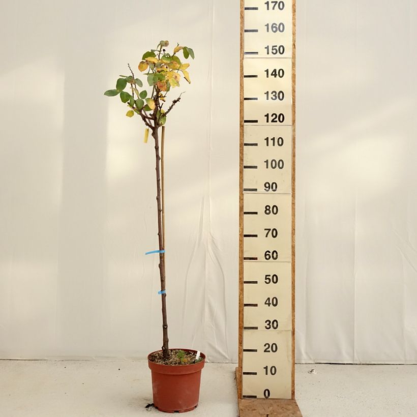 Rosa 'Dominica' - Standard Rose 7.5L/10L pot sample as delivered in autumn