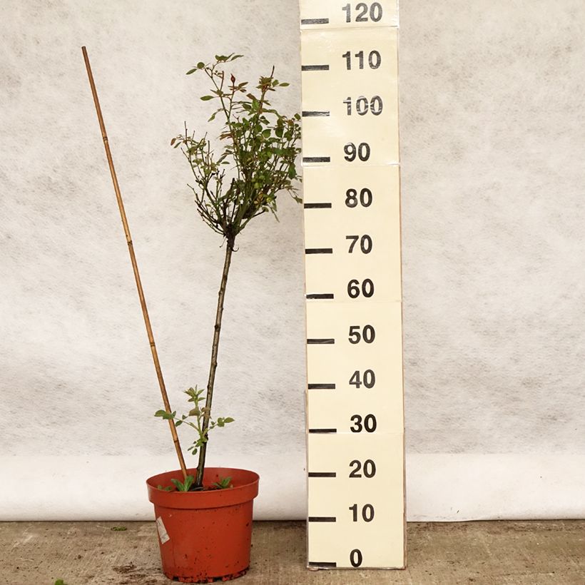 Rosa x polyantha Global Hit - Standard Rose 4L/5L pot, Standard sample as delivered in spring