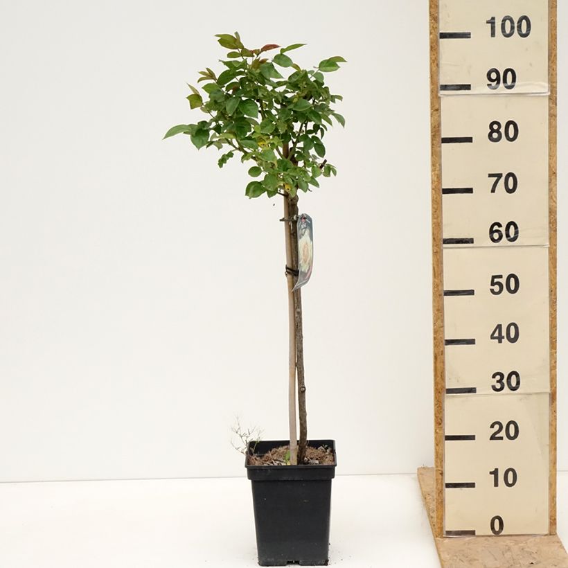 Rosa x floribunda Hansestadt Rostock - Floribunda Rose 4L/5L pot, Standard sample as delivered in spring