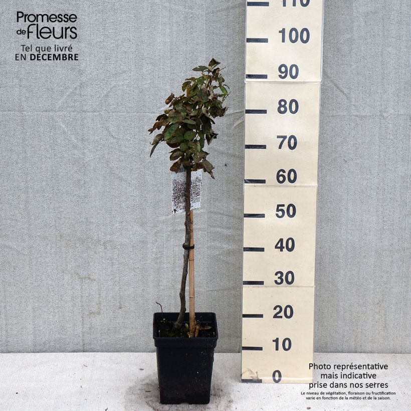 Rosa Heidi Klum - Stem Standard Rose 7.5L/10L pot, Standard sample as delivered in autumn